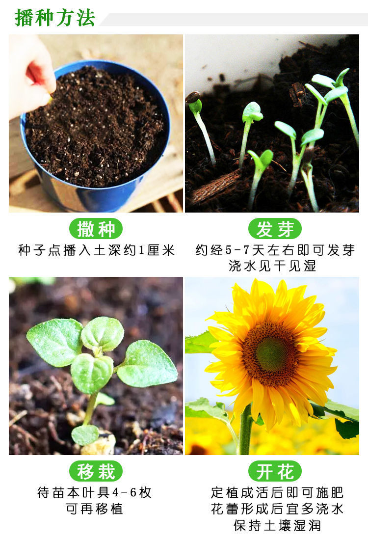 梦幻西游种子种植方法_紫苏种子种植方法_香雪球种子种植方法