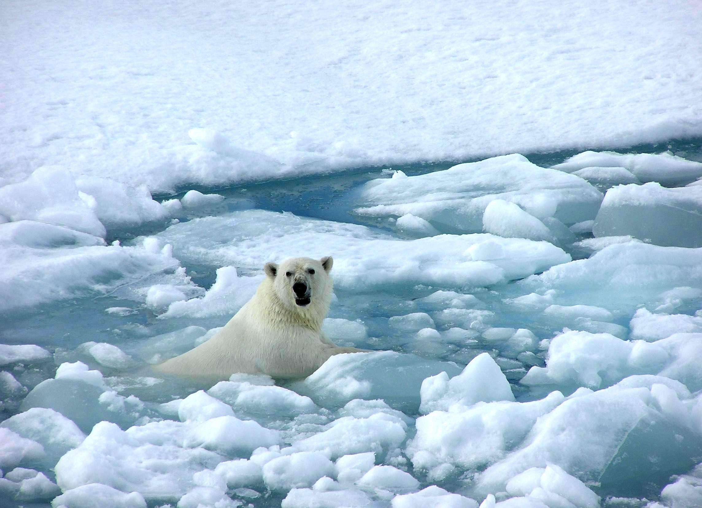 全球暖化作文_全球暖化的影响_阿拉斯加暖化纪实