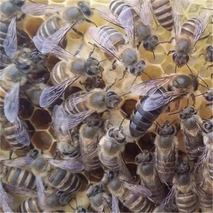 土养蜜蜂视频_养蜜蜂工具全套_养蜜蜂赚钱吗