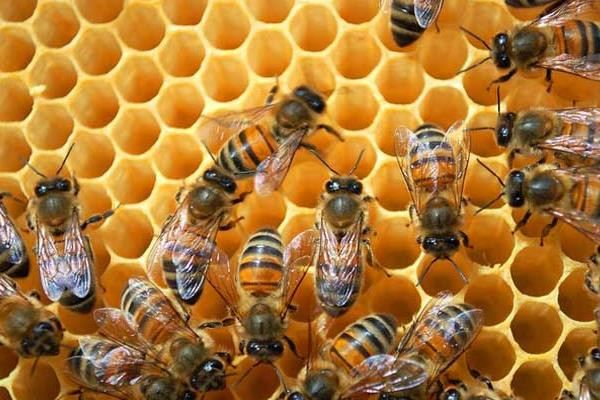养蜜蜂赚钱吗_土养蜜蜂视频_养蜜蜂工具全套