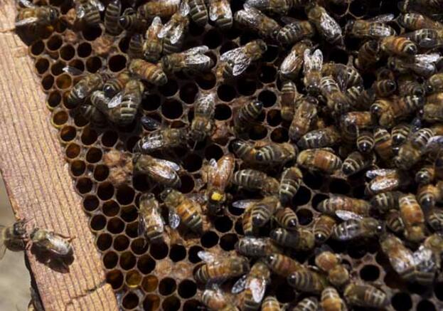 养蜜蜂赚钱吗_养蜜蜂需要什么条件_养蜜蜂视频