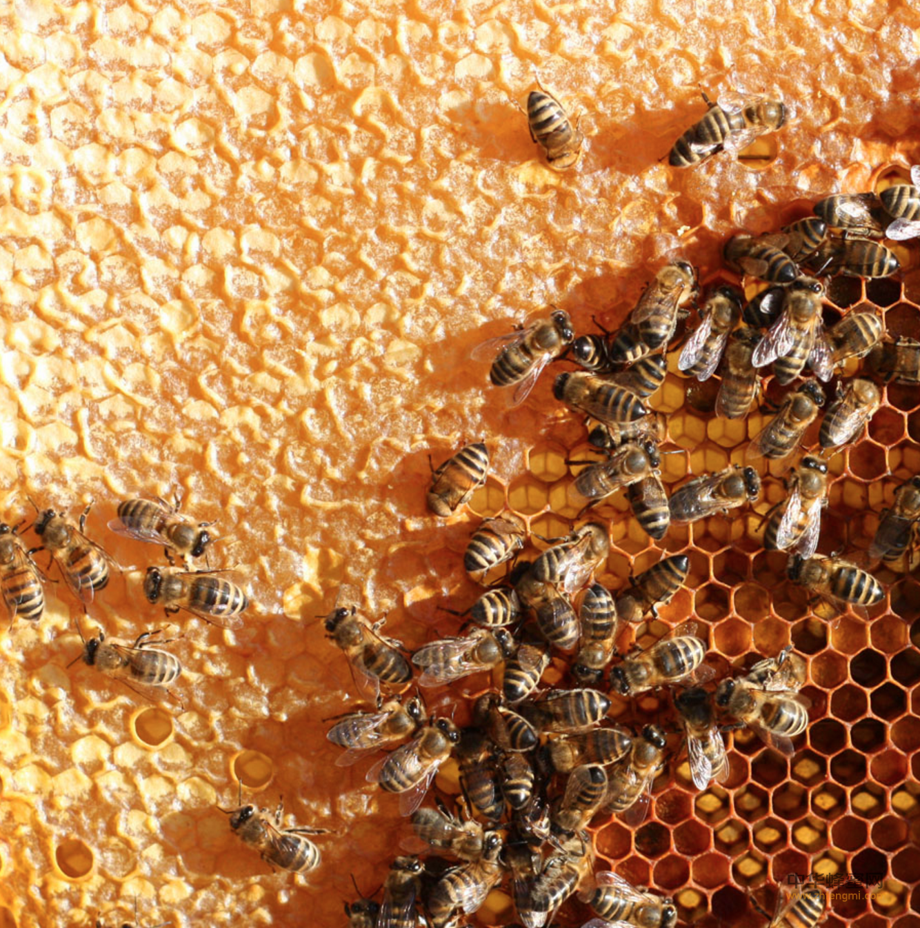 养蜜蜂需要什么条件_养蜜蜂赚钱吗_养蜜蜂视频