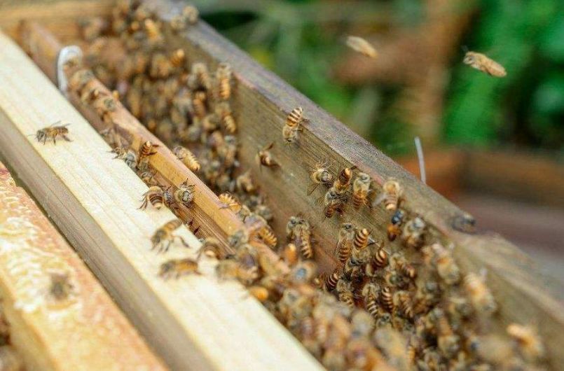养蜜蜂赚钱吗_养蜜蜂需要什么条件_养蜜蜂视频