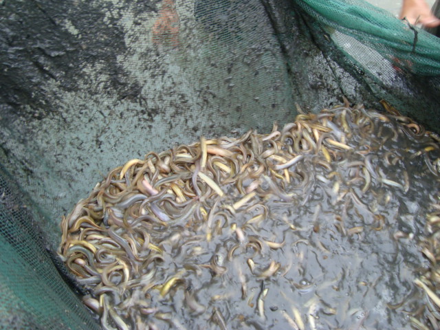 有土泥养殖泥鳅_泥鳅养殖技术是骗局_稻田 小龙虾 泥鳅 鳝鱼养殖模式