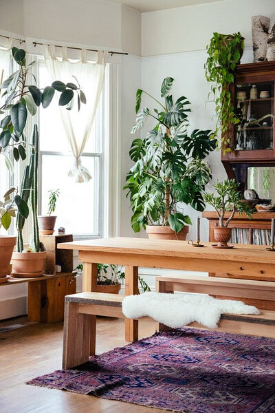 室内放哪些植物好_室内养什么植物好_新装修的房子放什么植物好